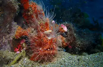 Site muck San Miguel à Dauin